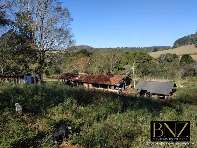 Sítio para Venda em Londrina - 5