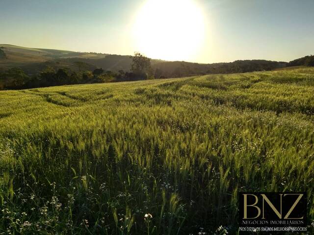 Sítio para Venda em Arapongas - 4