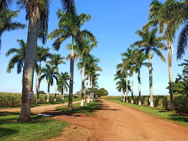 #10380 - Chácara para Venda em Arapongas - PR - 3